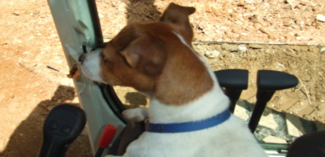 The boss keeping an eye on the standard of our Dry Stone Walling!